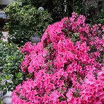 Astor Victoria מלון