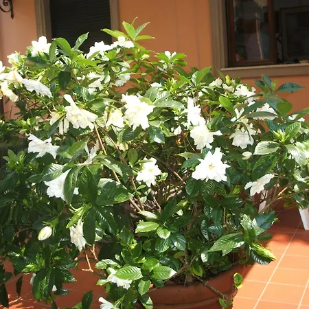 Astor Victoria Forte dei Marmi