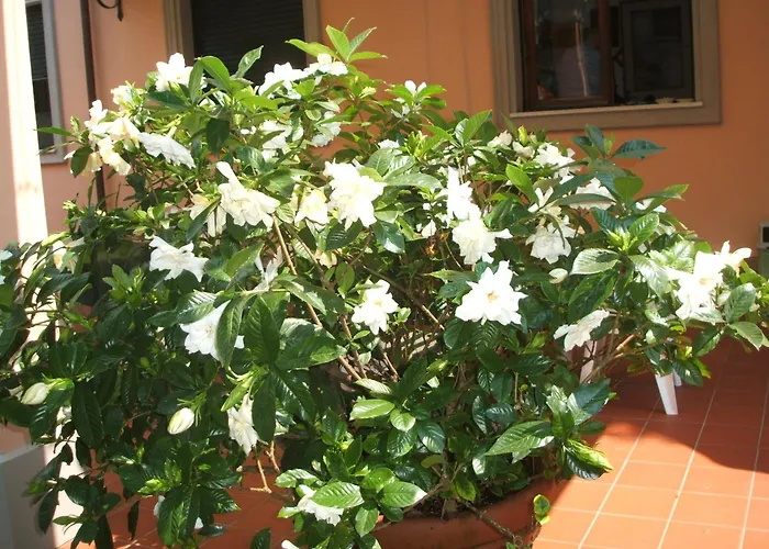 Astor Victoria Forte dei Marmi